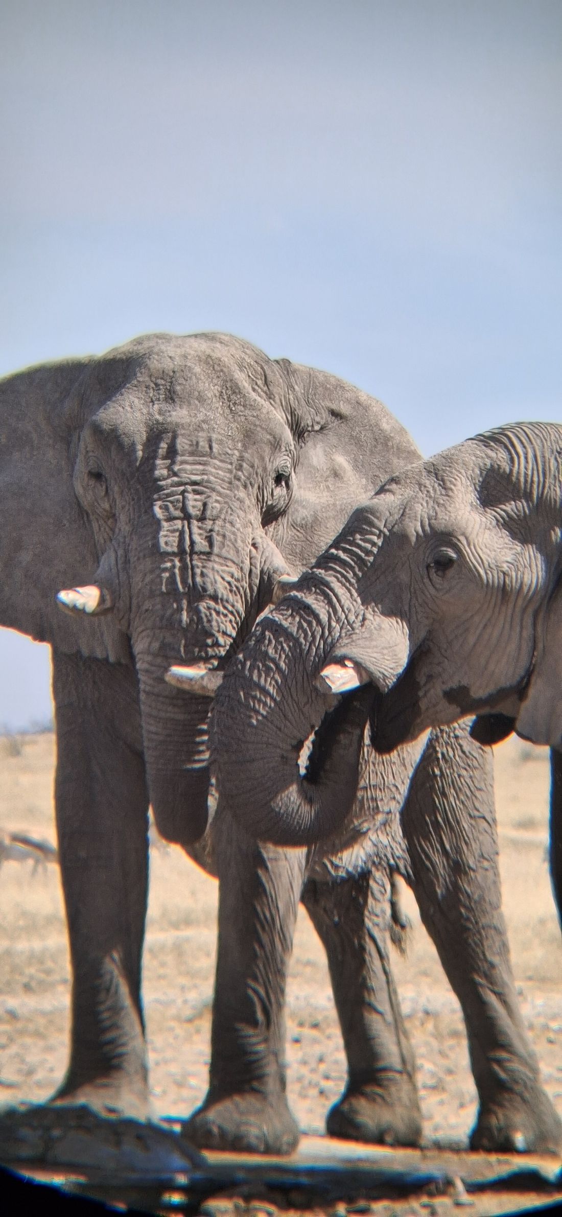 Two elephants close together, trunks entwined