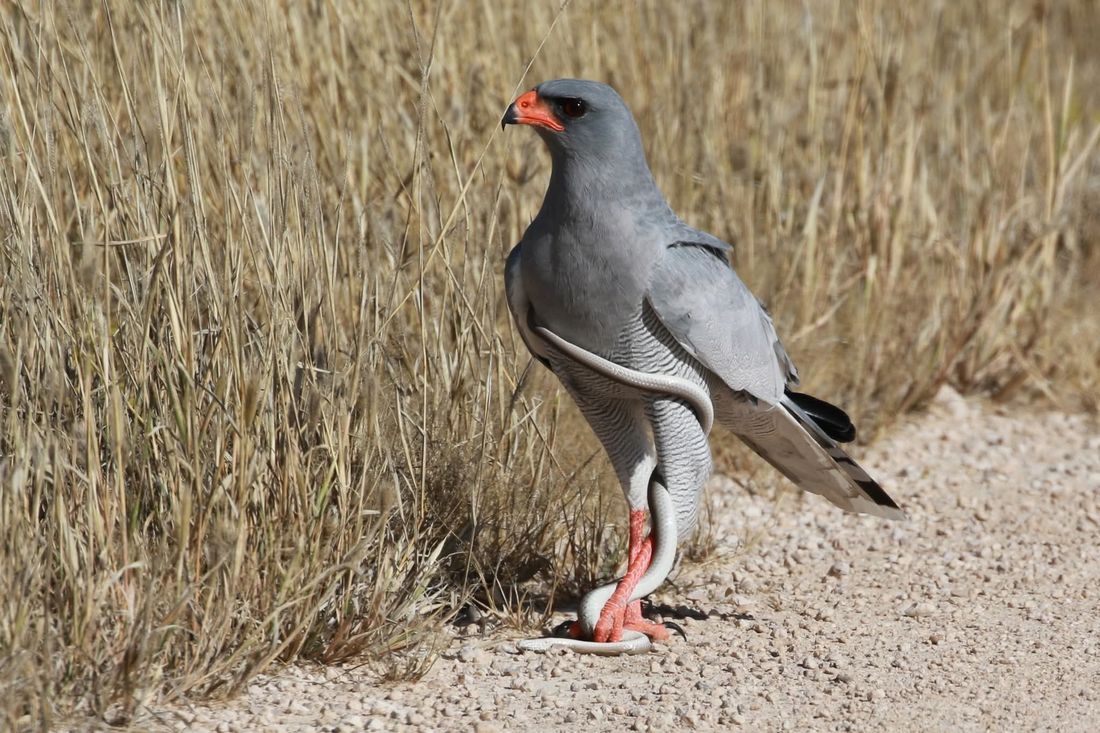 A pale chanting goshawk with a snake it has caught