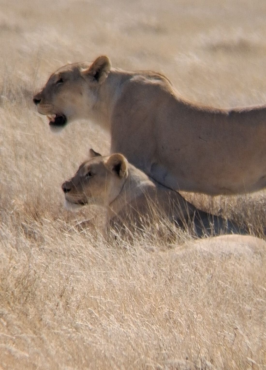 Two lionesses moving through tall grass
