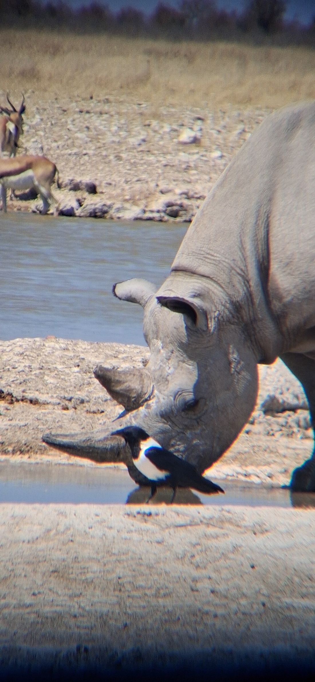Rhino drinking at a waterhole with a bird nearby