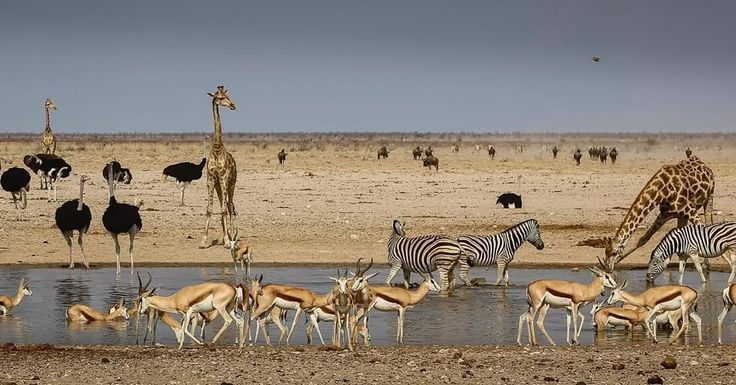 Giraffes, zebras, springbok and ostriches gathered at a waterhole