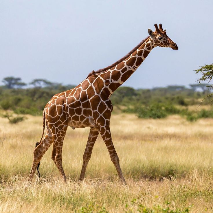 Giraffe in Etosha National Park