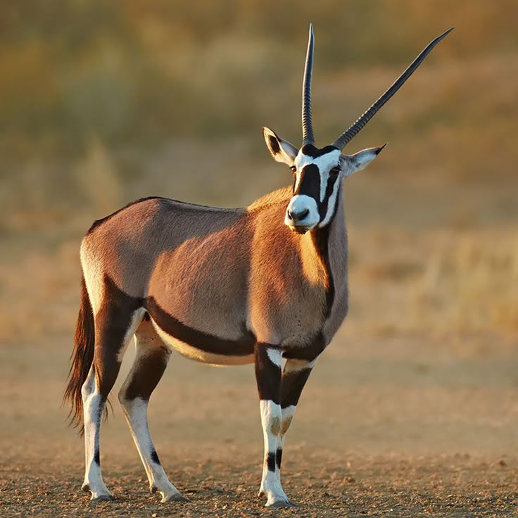 Oryx (Gemsbok) in Etosha National Park