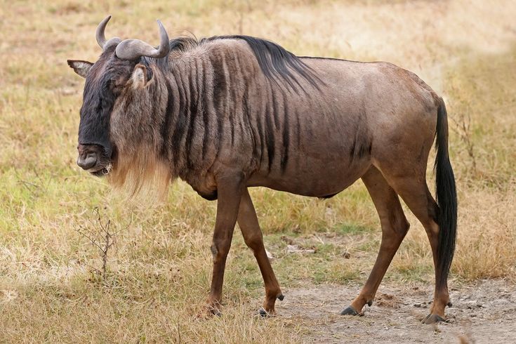 Wildebeest in Etosha National Park