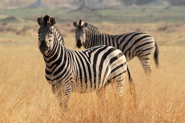 Zebra in Etosha National Park